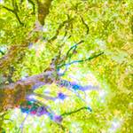 image: Image from the photoset &lsquo;leaf (ii)&rsquo;.