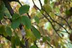 image: Image from the photoset &lsquo;leaf (ii)&rsquo;.