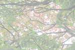 image: Image from the photoset &lsquo;leaf (ii)&rsquo;.