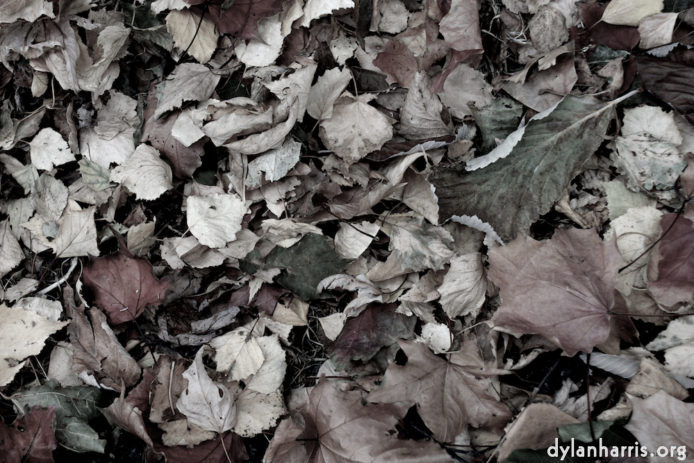 image: This is &lsquo;dublin (v) 1&rsquo;.