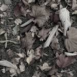 image: Image from the photoset &lsquo;dublin (v)&rsquo;.