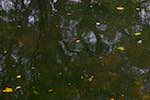 image: Image from the photoset &lsquo;water (i)&rsquo;.