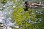 image: Image from the photoset &lsquo;water (i)&rsquo;.