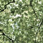 Eleventh image from the photoset 'tannoy (i)'.