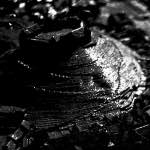 Thirteenth image from the photoset 'tannoy (i)'.