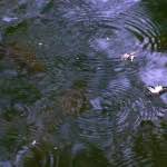 Eighth image from the photoset 'tannoy (i)'.