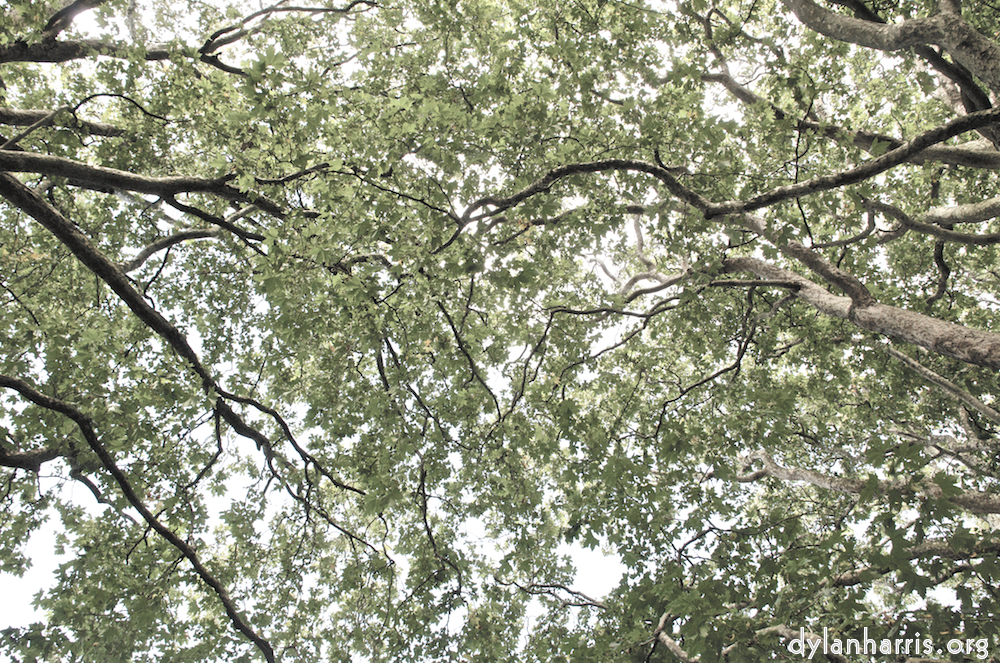image: This is &lsquo;leaf (i) 1&rsquo;.