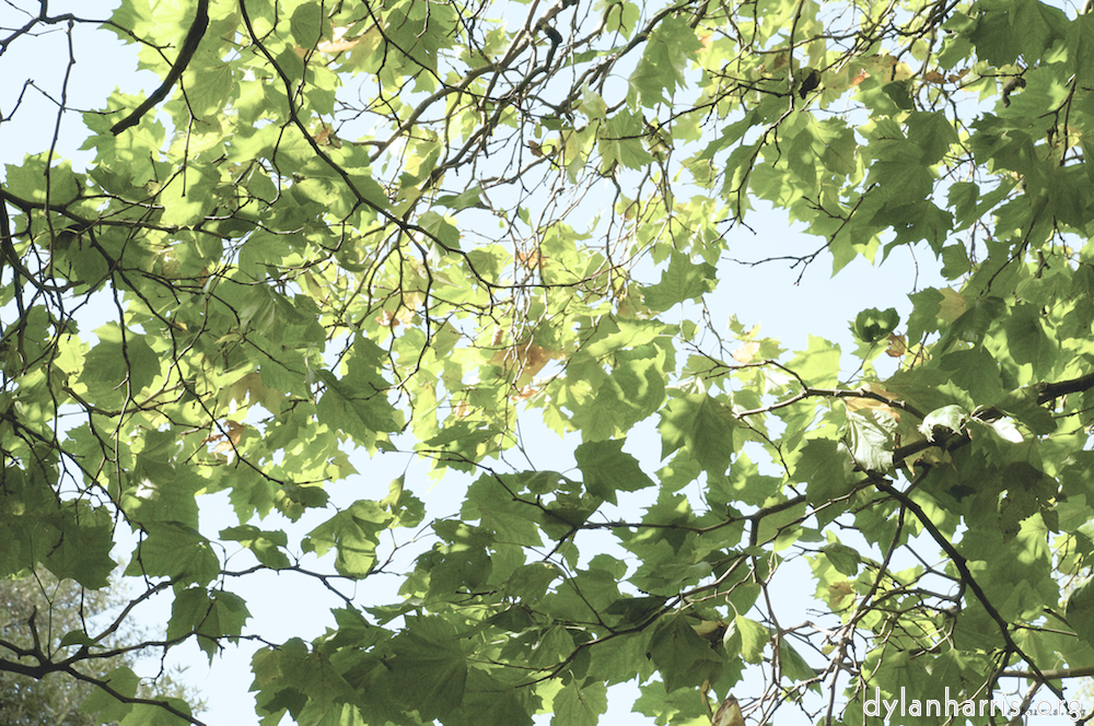 image: This is &lsquo;leaf (i) 2&rsquo;.