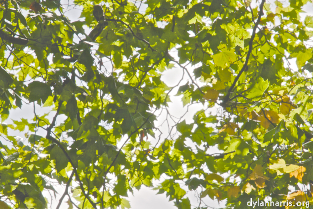 image: This is &lsquo;leaf (i) 4&rsquo;.