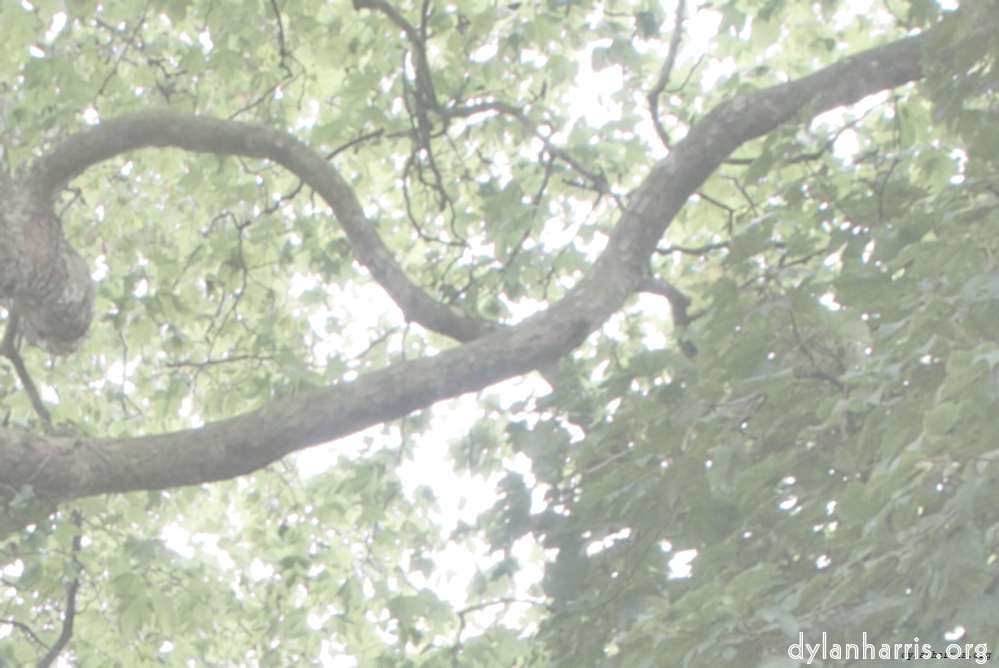image: This is &lsquo;leaf (i) 5&rsquo;.
