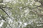 image: Image from the photoset &lsquo;leaf (i)&rsquo;.