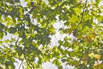 image: Image from the photoset &lsquo;leaf (i)&rsquo;.