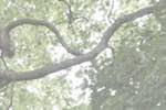 image: Image from the photoset &lsquo;leaf (i)&rsquo;.