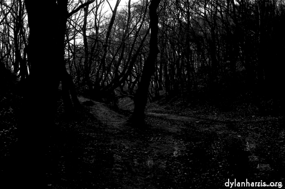 image: This is &lsquo;woods 1&rsquo;.