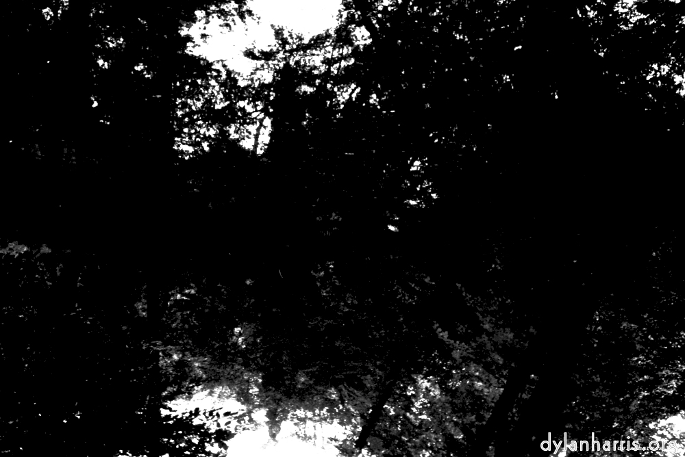 image: This is &lsquo;woods 3&rsquo;.