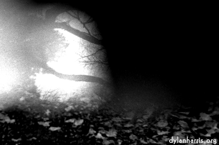 image: This is &lsquo;woods 4&rsquo;.