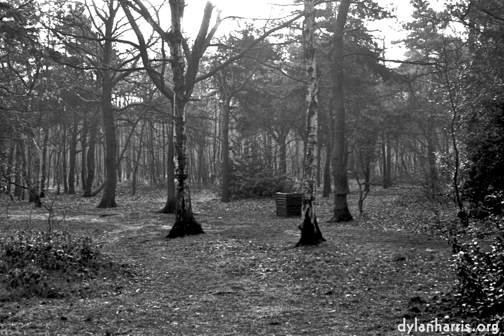 image: This is &lsquo;woods 5&rsquo;.