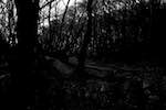 image: Image from the photoset &lsquo;woods&rsquo;.
