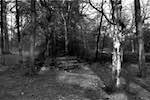 image: Image from the photoset &lsquo;woods&rsquo;.