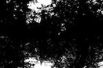 image: Image from the photoset &lsquo;woods&rsquo;.
