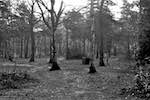 image: Image from the photoset &lsquo;woods&rsquo;.
