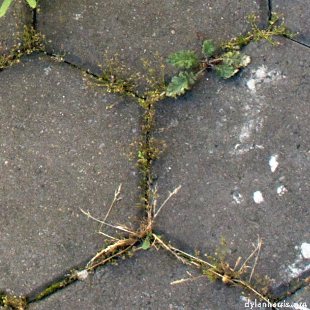 image: This is &lsquo;wurm im apfel (i) 8&rsquo;.