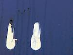 image: Image from the photoset &lsquo;wurm im apfel (i)&rsquo;.