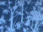image: Image from the photoset &lsquo;wurm im apfel (i)&rsquo;.