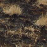image: Image from the photoset &lsquo;wurm im apfel (i)&rsquo;.