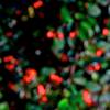 image: unlabelled image