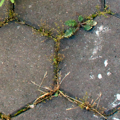 image: unlabelled image