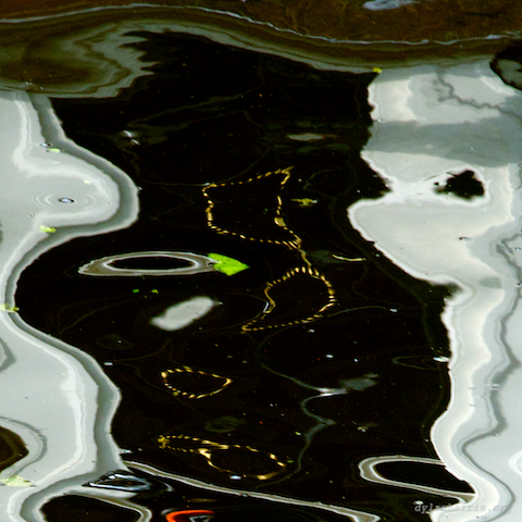image: leiden