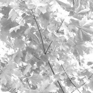 november