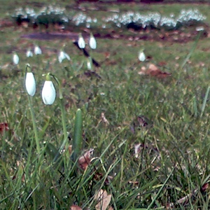 snowdrops