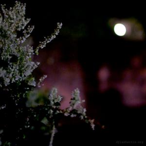 Nacht bloemen image: Nacht bloemen