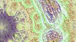 Eighth of 'reflets &mdash; msg &mdash; variations 1 3.5.1 new 2 2'.