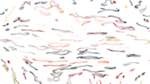 Eighth of 'reflets &mdash; paint synthesiser classic &mdash; users 1 aaa tucker 18'.