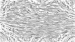 image: an image