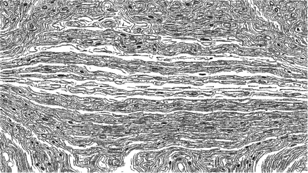 image: an image