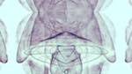 Eighth of 'reflets &mdash; msg &mdash; processing effects 1 anim test 1'.