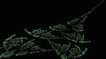 Third of 'reflets &mdash; msg &mdash; abstract attractors plant forms'.