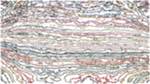 Second of 'reflets &mdash; paint action sequence &mdash; autorotoscope experiments 1'.