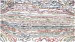 Fourth of 'reflets &mdash; paint action sequence &mdash; autorotoscope experiments 1'.