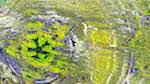 Third of 'reflets &mdash; msg &mdash; variations 1 backing 0 3'.