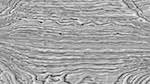 Seventh of 'reflets &mdash; msg &mdash; processing effects 0 black n white 2'.