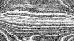 image: an image