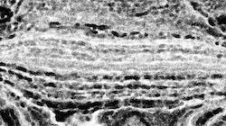 image: an image