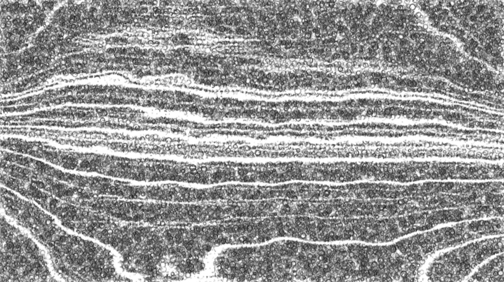 image: an image