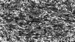 image: an image