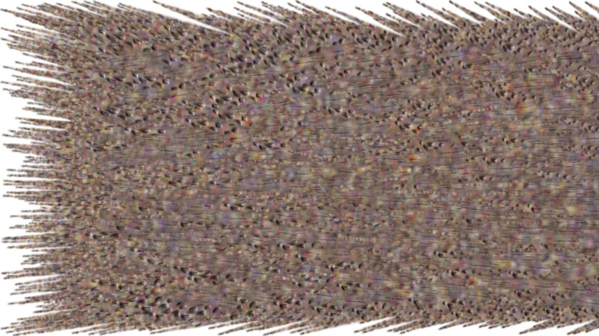 image: an image